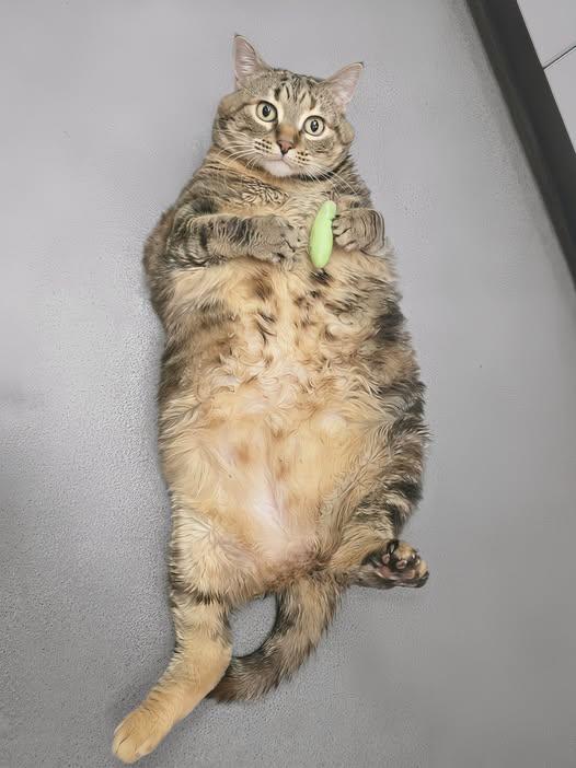 Enlarge Lucy, a Adoptable mixed breed in Jackson, WY image 1/1