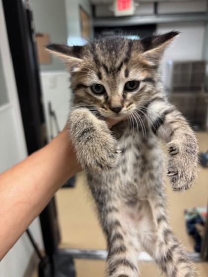 Enlarge Holly, a Adoptable mixed breed in Violet, LA image 1/1