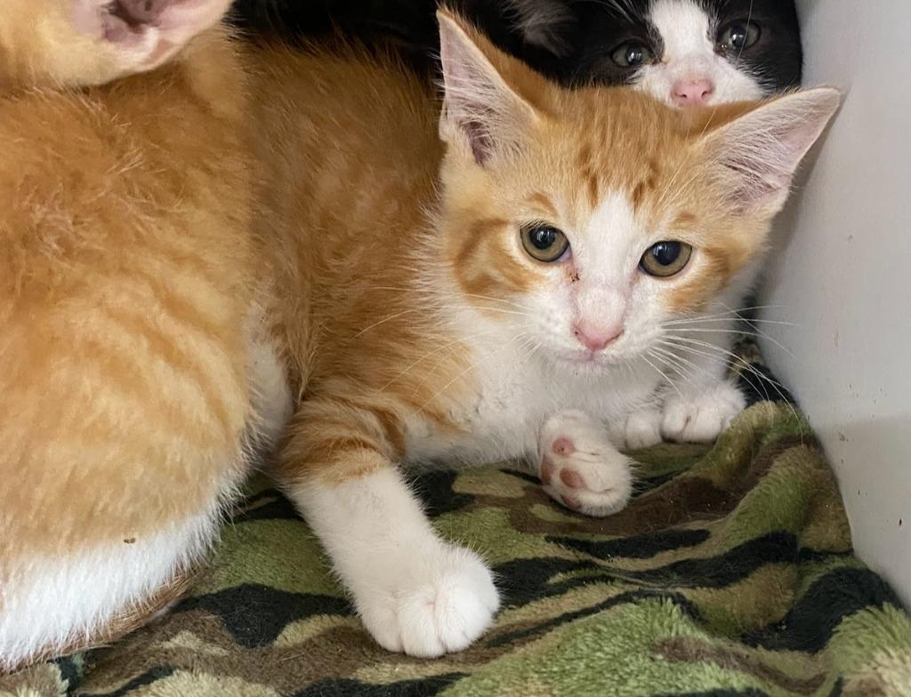 Sheridan, Adoptable, Young Male Domestic Short Hair.