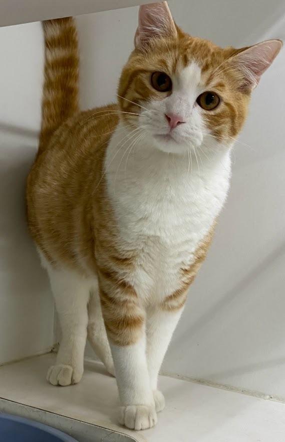 Sheridan, a Adoptable mixed breed in Sapulpa, OK image 2/2