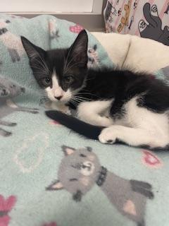 Dandelion, Adoptable, Young Male Tuxedo.