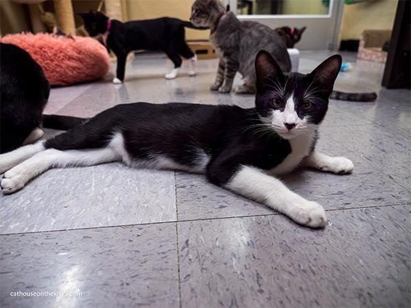 Enlarge Dandelion, a Adoptable Tuxedo in Parlier, CA image 2/4