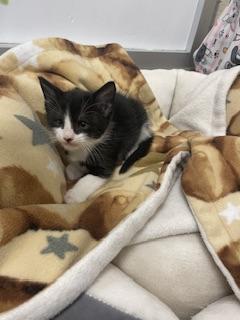 Enlarge Dandelion, a Adoptable Tuxedo in Parlier, CA image 3/4