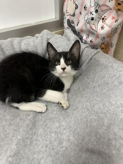Enlarge Dandelion, a Adoptable Tuxedo in Parlier, CA image 4/4