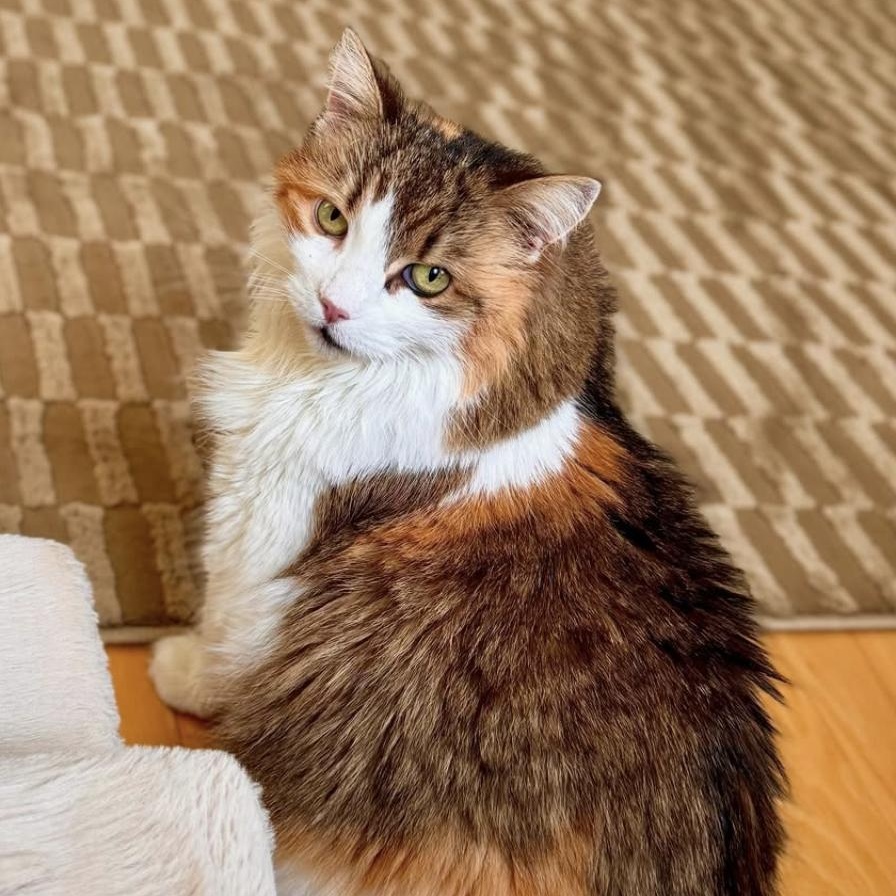 Enlarge Junie, a Adoptable Domestic Medium Hair in Ramsey, NJ image 1/6