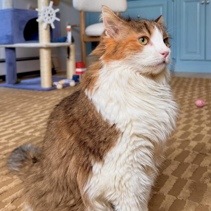 Enlarge Junie, a Adoptable Domestic Medium Hair in Ramsey, NJ image 2/6