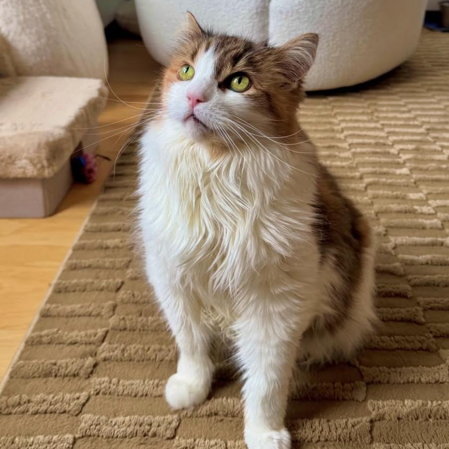 Enlarge Junie, a Adoptable Domestic Medium Hair in Ramsey, NJ image 3/6