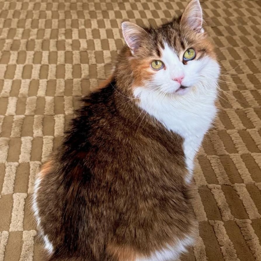 Enlarge Junie, a Adoptable Domestic Medium Hair in Ramsey, NJ image 4/6