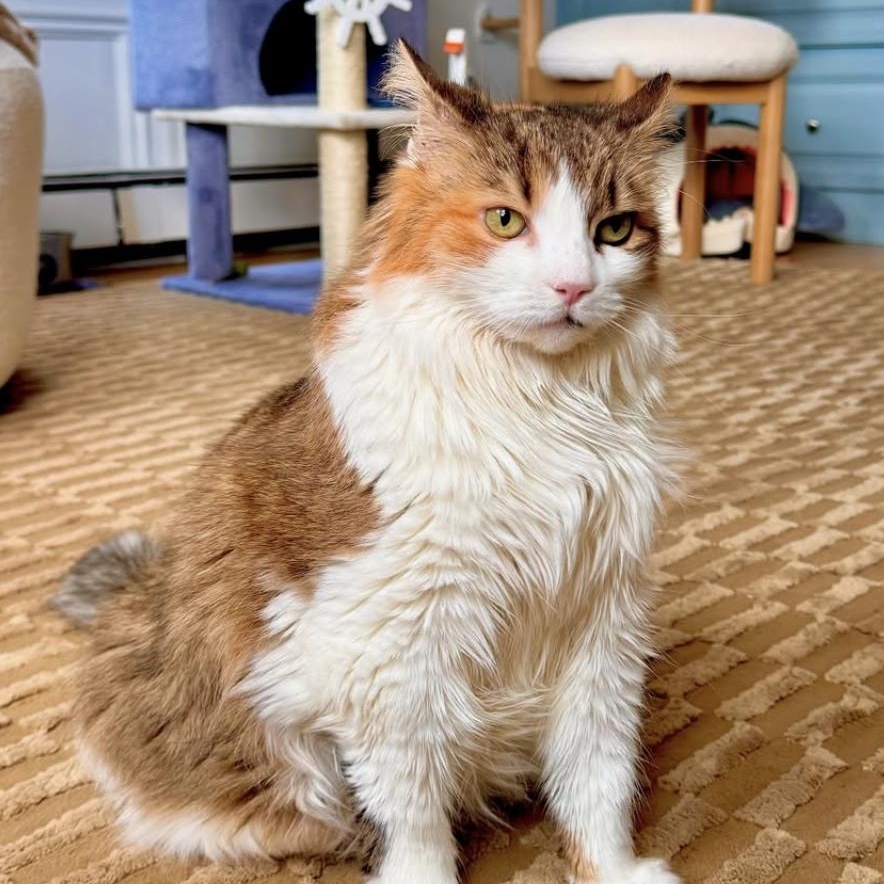 Enlarge Junie, a Adoptable Domestic Medium Hair in Ramsey, NJ image 5/6