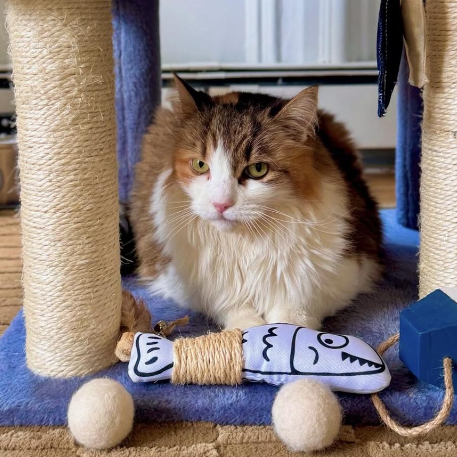 Enlarge Junie, a Adoptable Domestic Medium Hair in Ramsey, NJ image 6/6