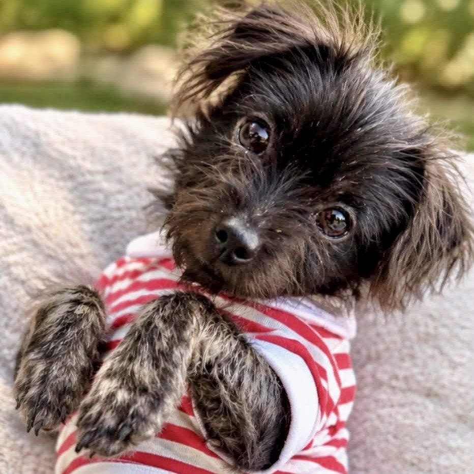 Tito, Adopted, Puppy Male Yorkshire Terrier.