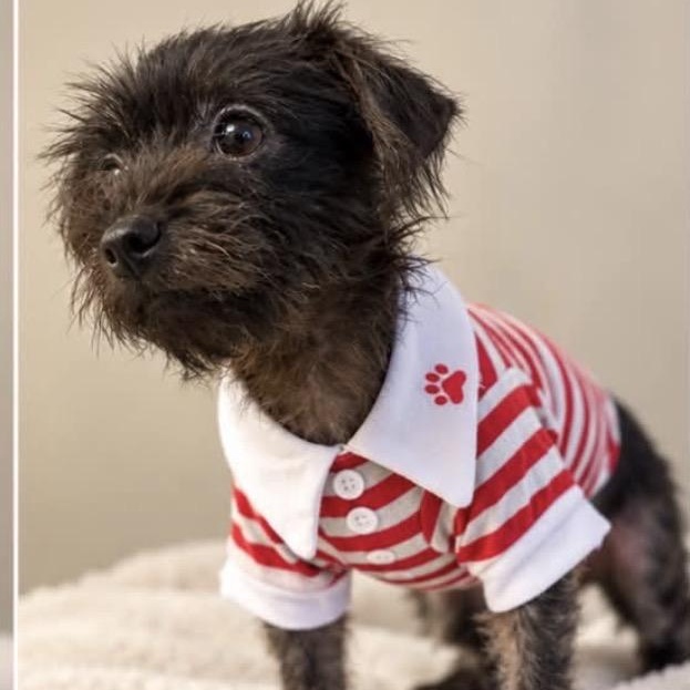 Enlarge Tito, a Adopted mixed breed in Nashville, TN image 5/6
