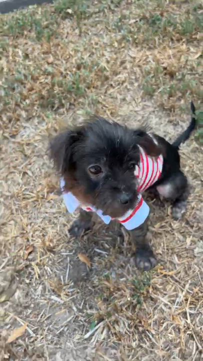 Enlarge Tito, a Adopted mixed breed in Nashville, TN video 2/6