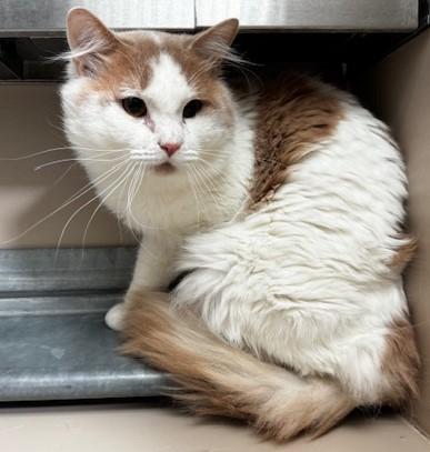 Enlarge 60682972, an adopted mixed breed in Elko, NV image 1/1