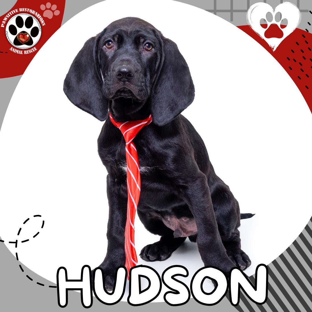 Enlarge HUDSON, a Adopted mixed breed in Aurora, CO image 1/6