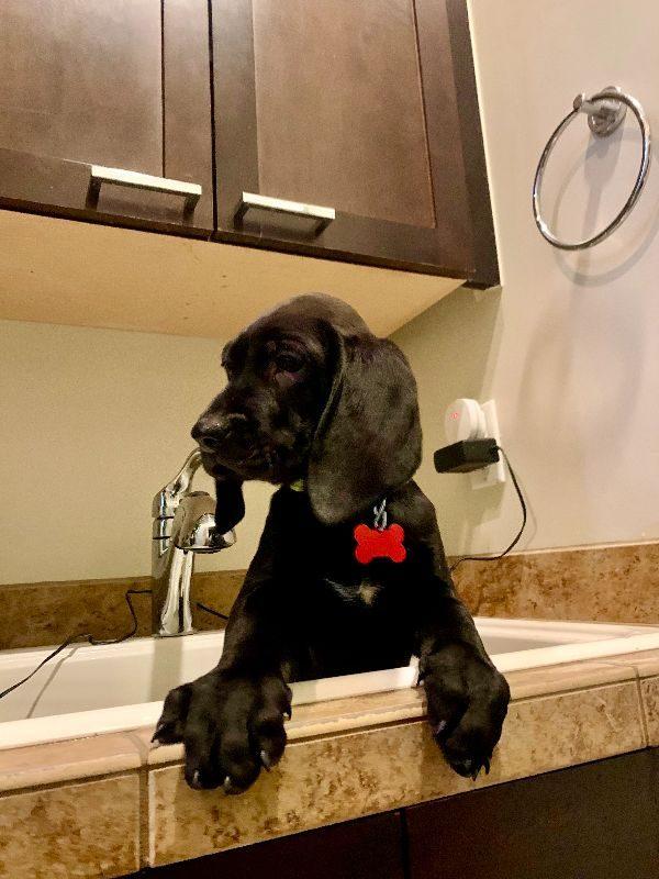 Enlarge HUDSON, a Adopted mixed breed in Aurora, CO image 4/6