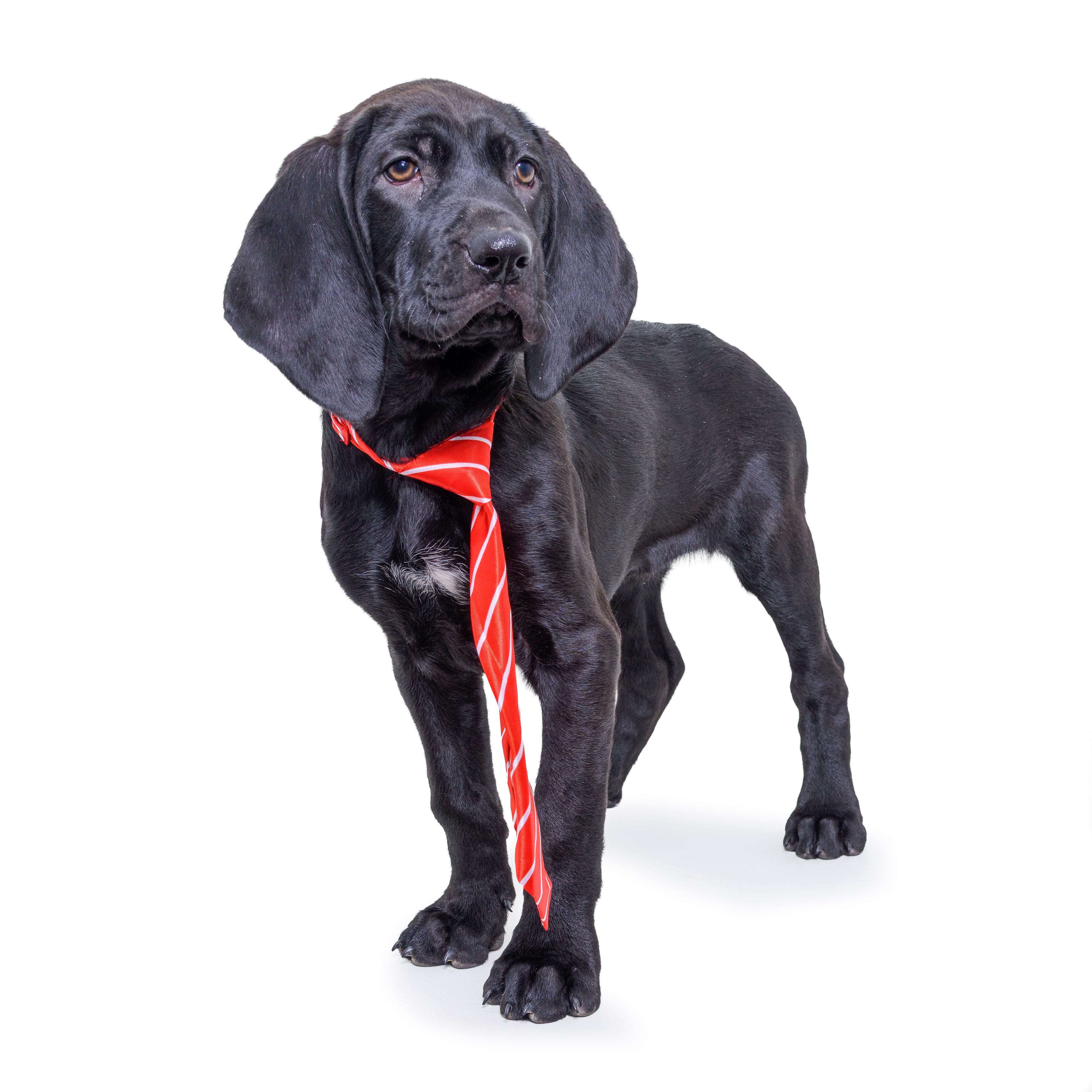 Enlarge HUDSON, a Adopted mixed breed in Aurora, CO image 5/6