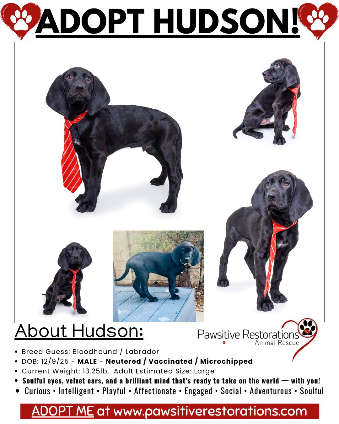 Enlarge HUDSON, a Adopted mixed breed in Aurora, CO image 3/6