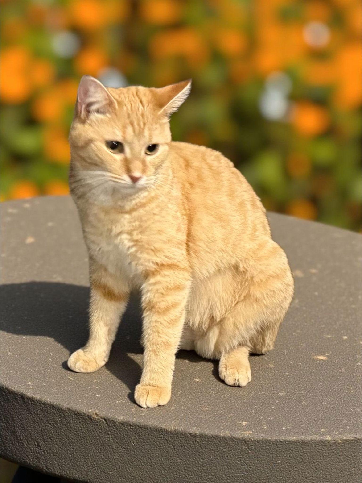 Enlarge Tiger Lily or Lily for short :), a Adoptable Tiger in Elizabethtown, PA image 1/1