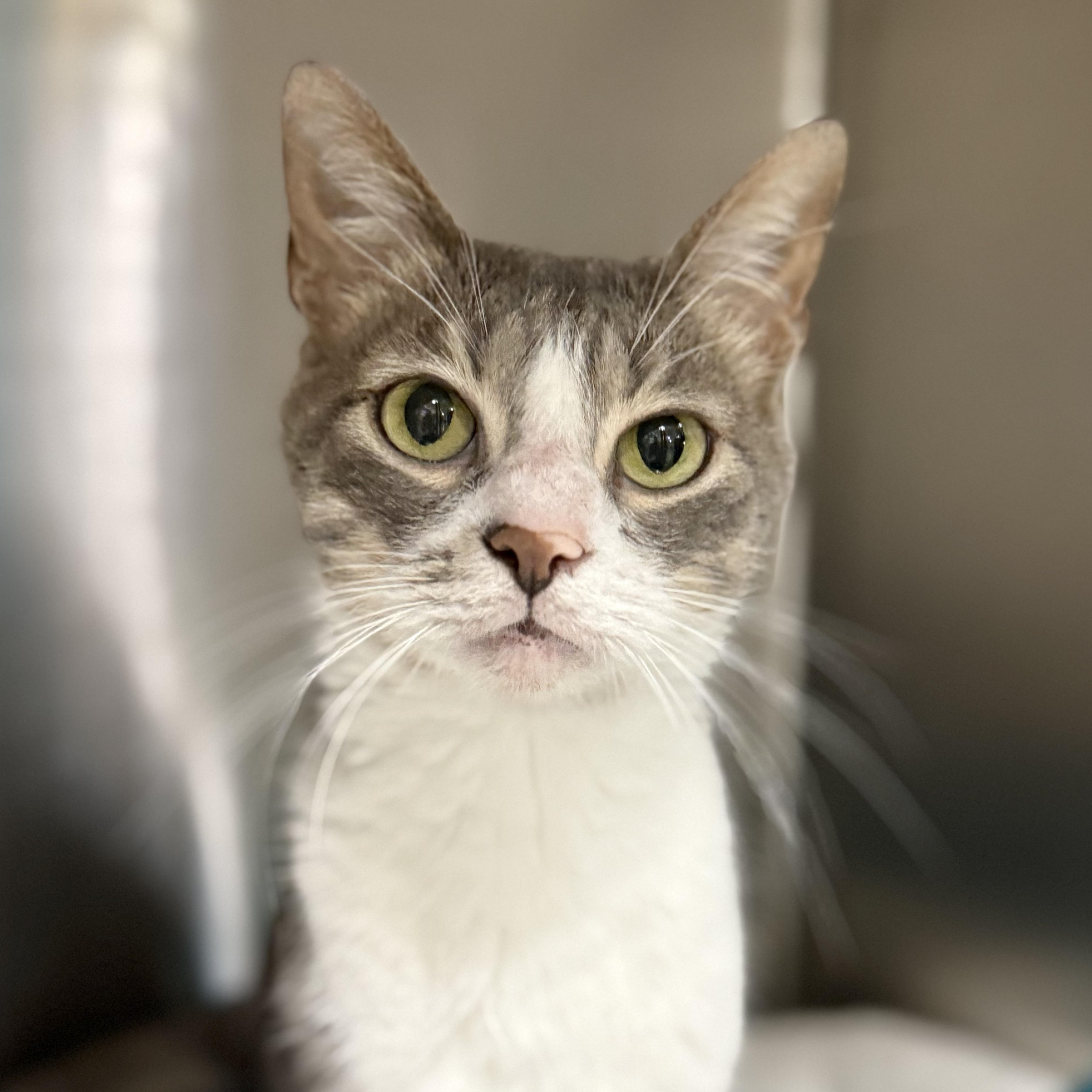 Grey, a Adoptable Domestic Short Hair in Collierville, TN image 2/6