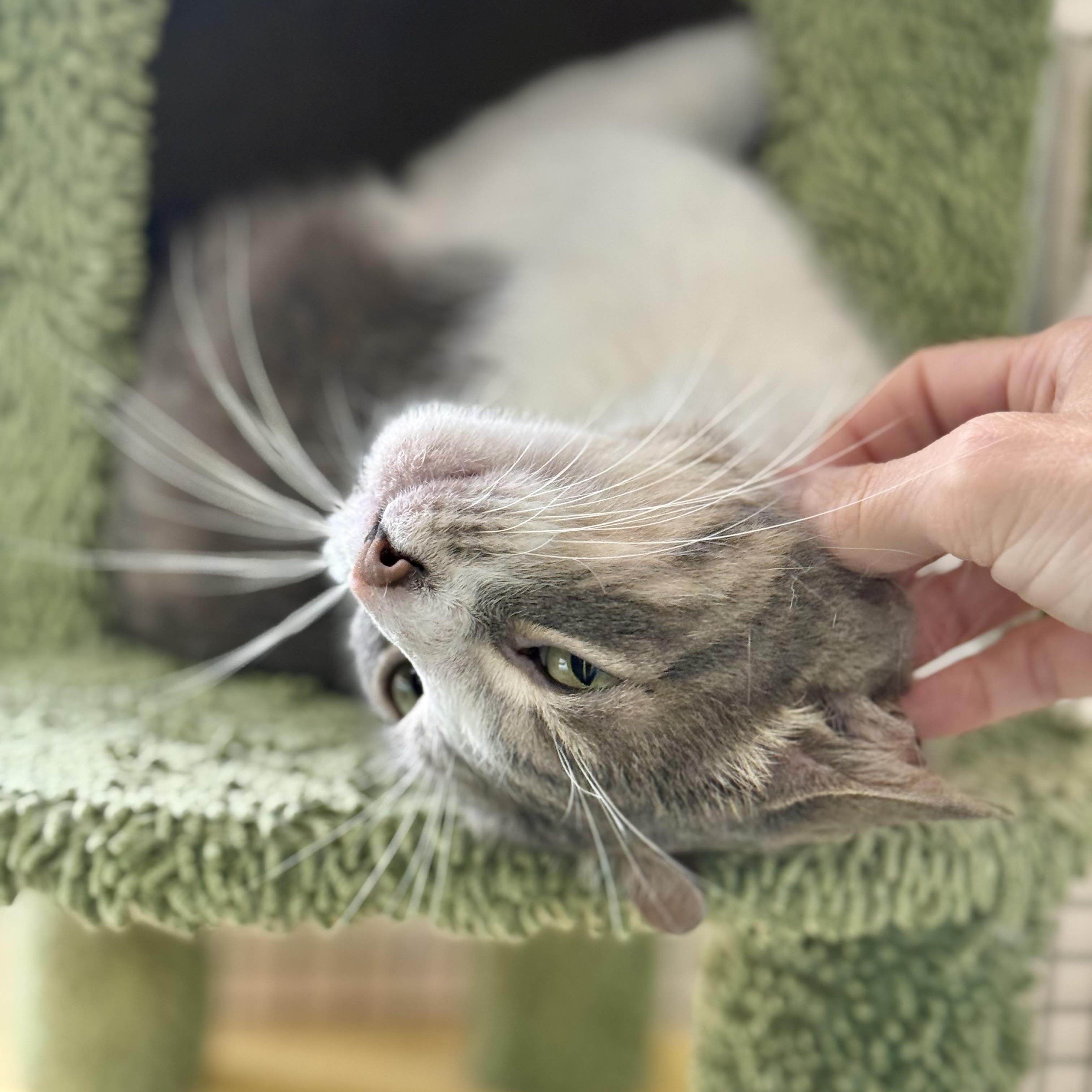 Grey, a Adoptable Domestic Short Hair in Collierville, TN image 4/6