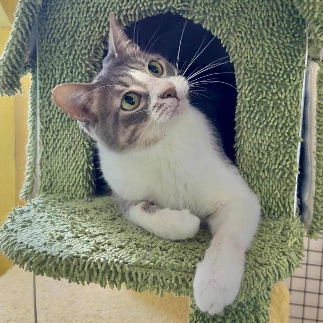 Grey, a Adoptable Domestic Short Hair in Collierville, TN image 6/6