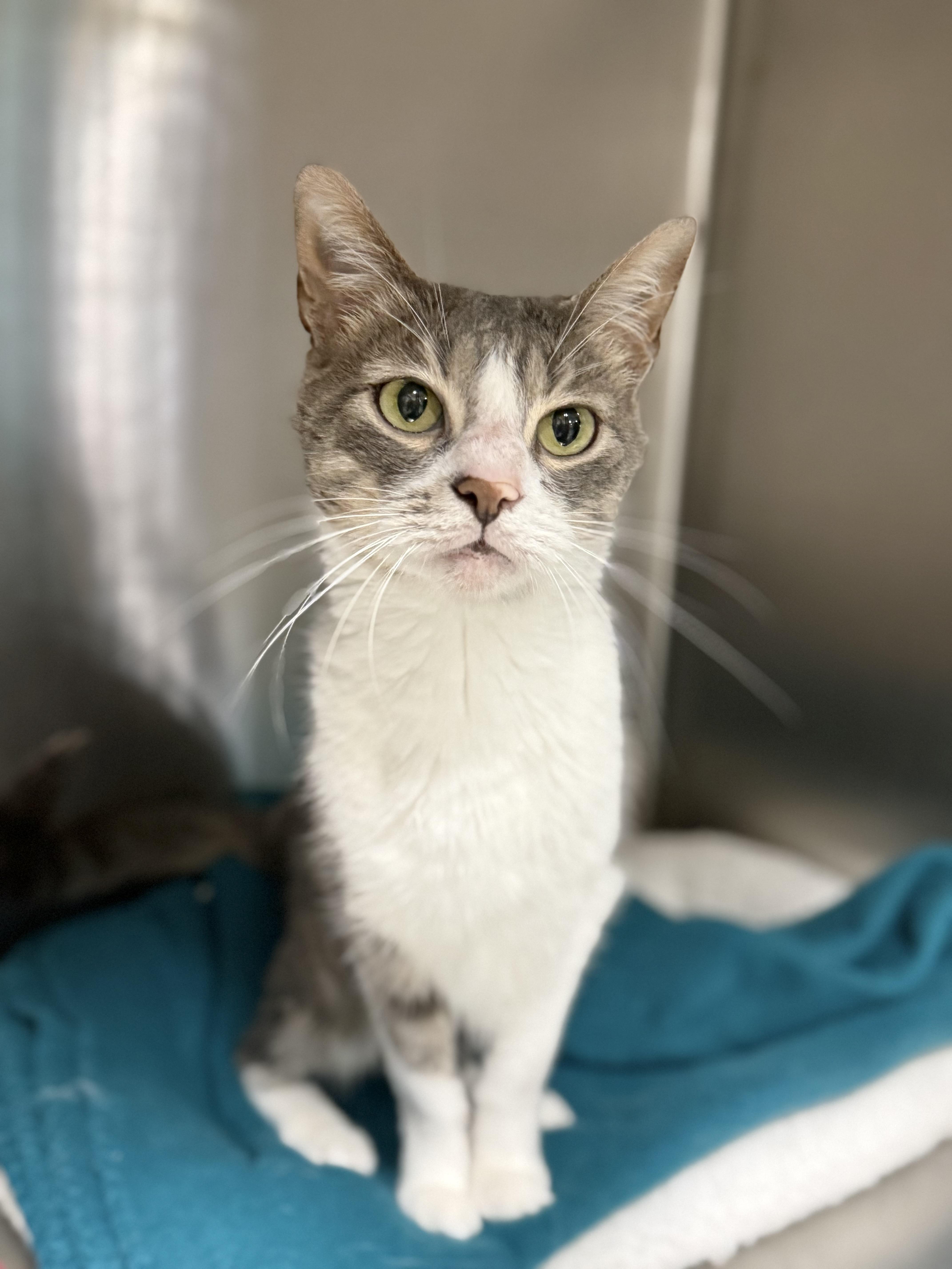 Grey, a Adoptable Domestic Short Hair in Collierville, TN image 3/6