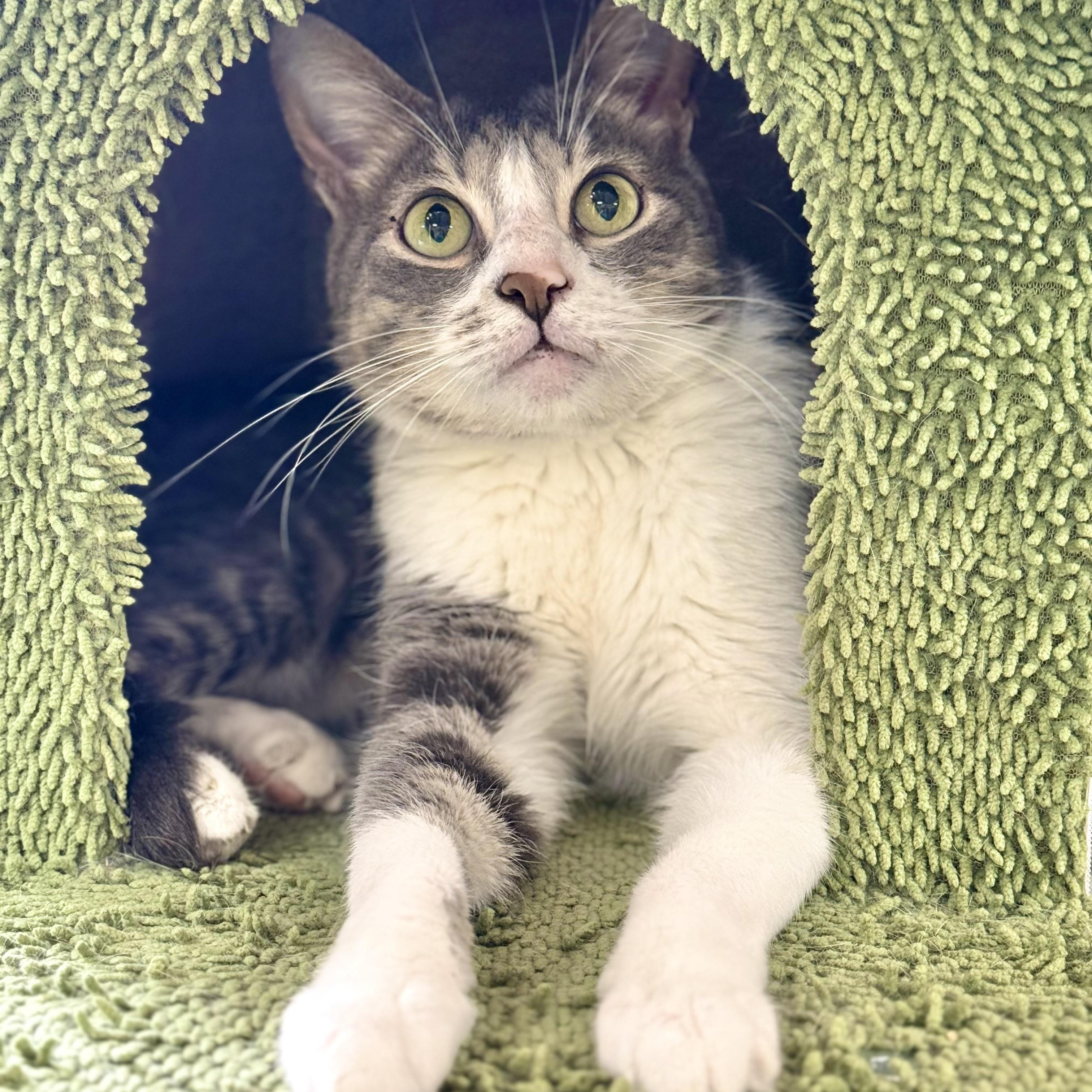 Grey, a Adoptable Domestic Short Hair in Collierville, TN image 5/6