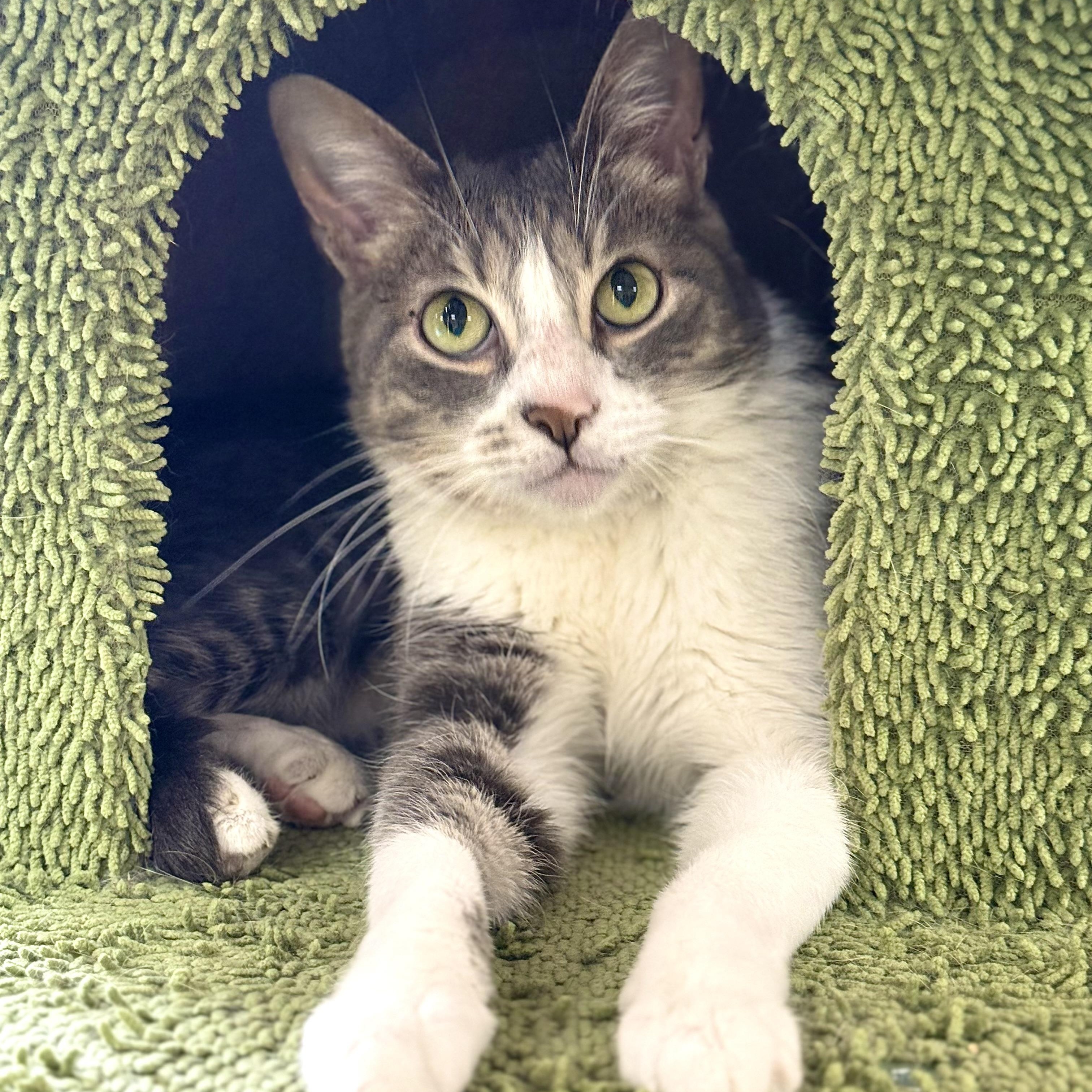 Grey, Adoptable, Adult Male Domestic Short Hair.
