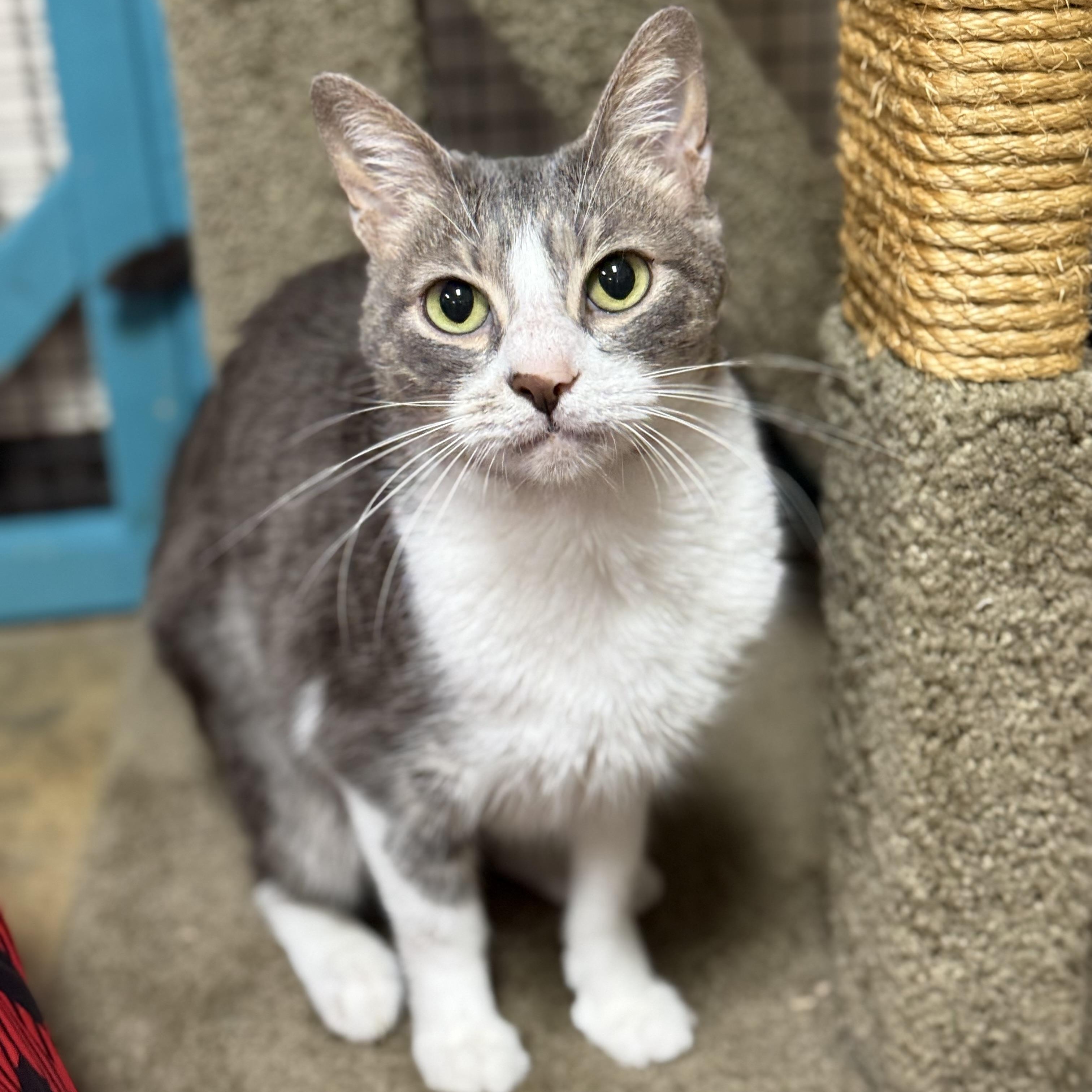 Enlarge Grey, a Adoptable Domestic Short Hair in Collierville, TN image 6/6