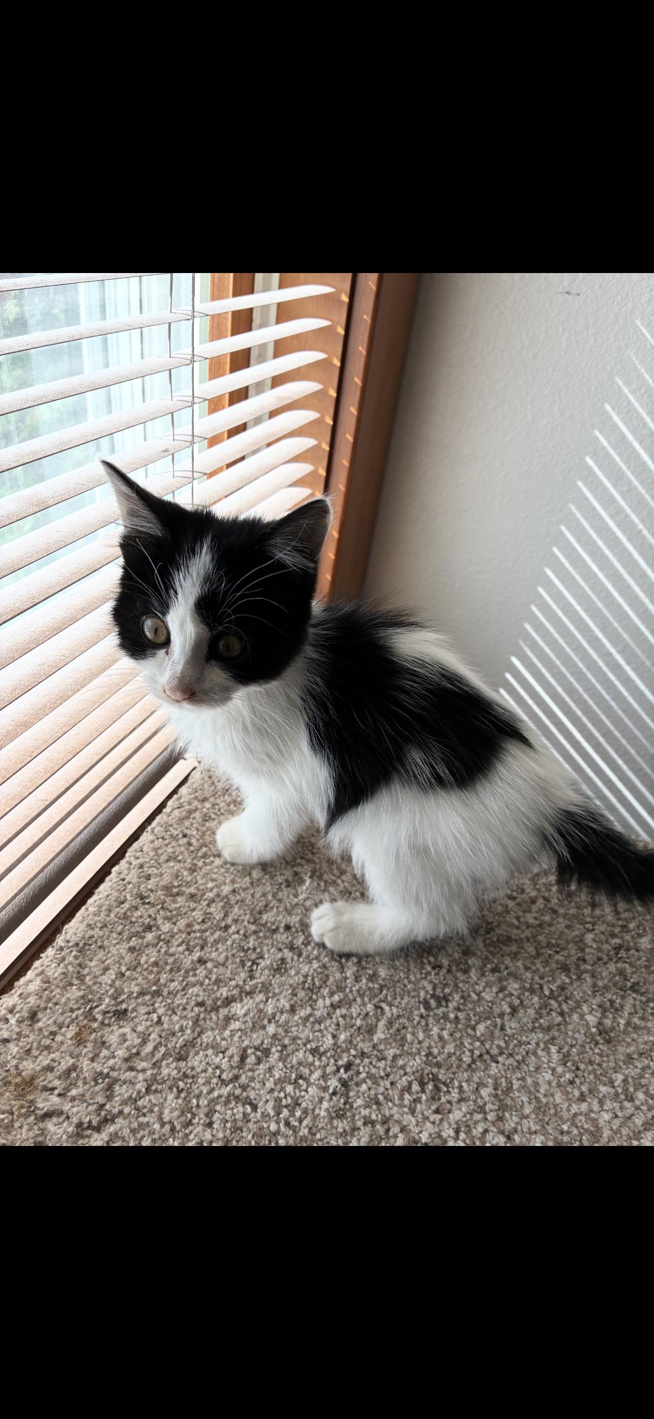 Turbo, Adoptable, Kitten Male Tuxedo & Domestic Medium Hair.