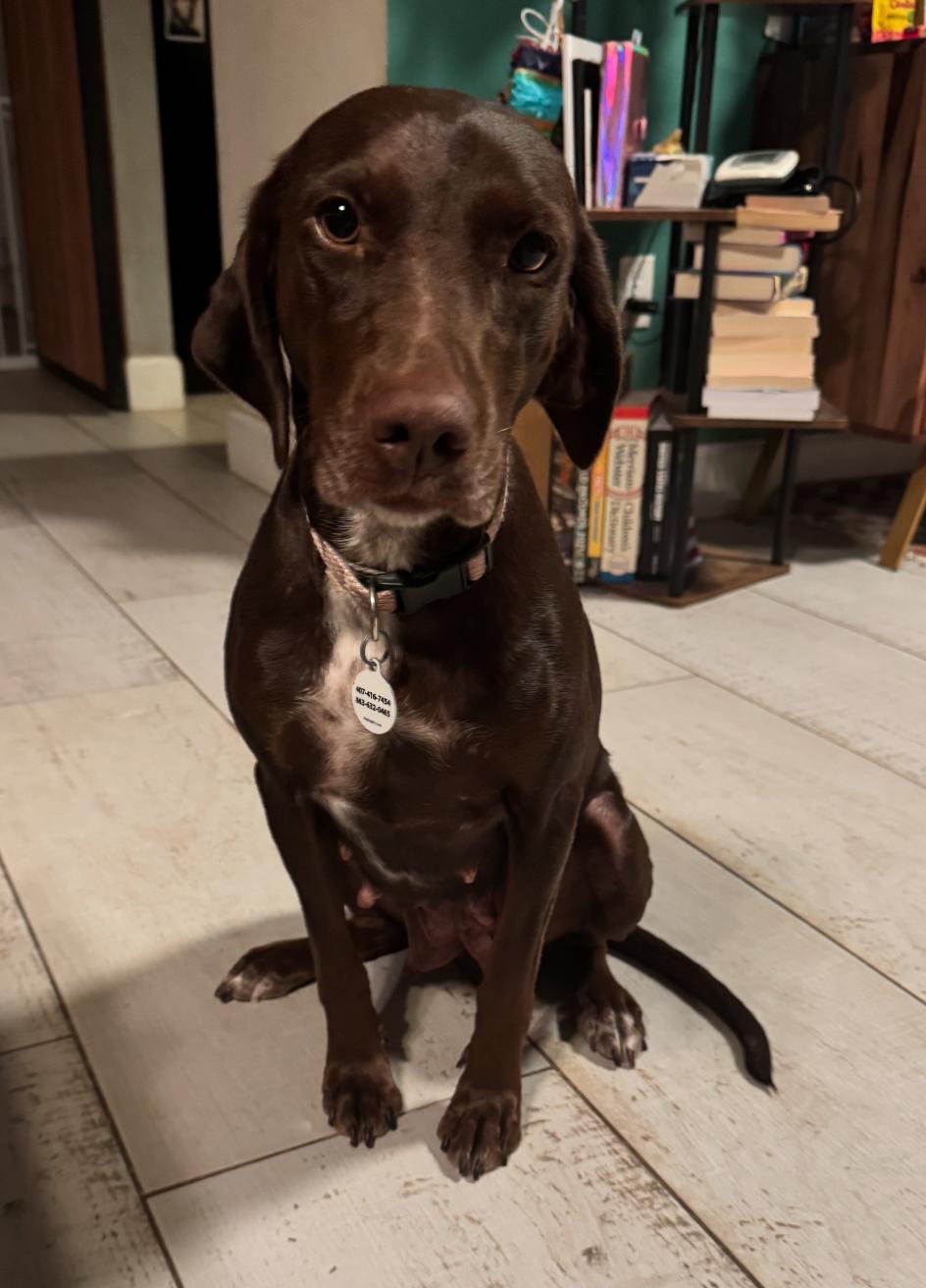 Pennie (ADOPTION PENDING), Adoptable, Adult Female Irish Setter.
