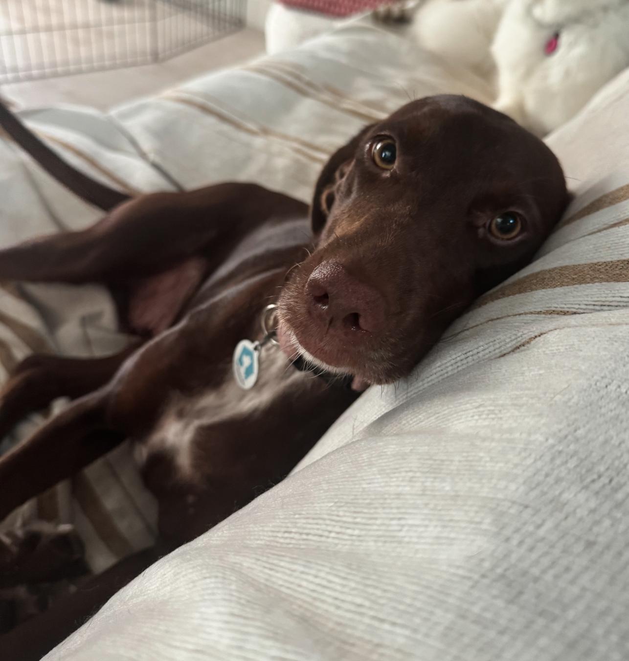 Enlarge Pennie (ADOPTION PENDING), a Adoptable Irish Setter in Osteen, FL image 3/3