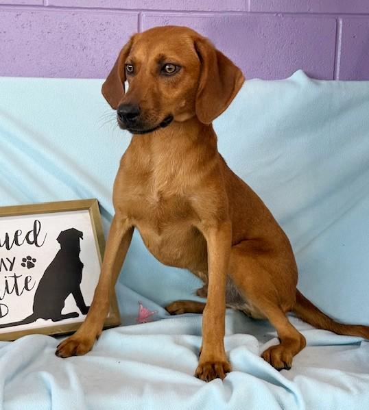 **NEWTON**, Young Male Redbone Coonhound