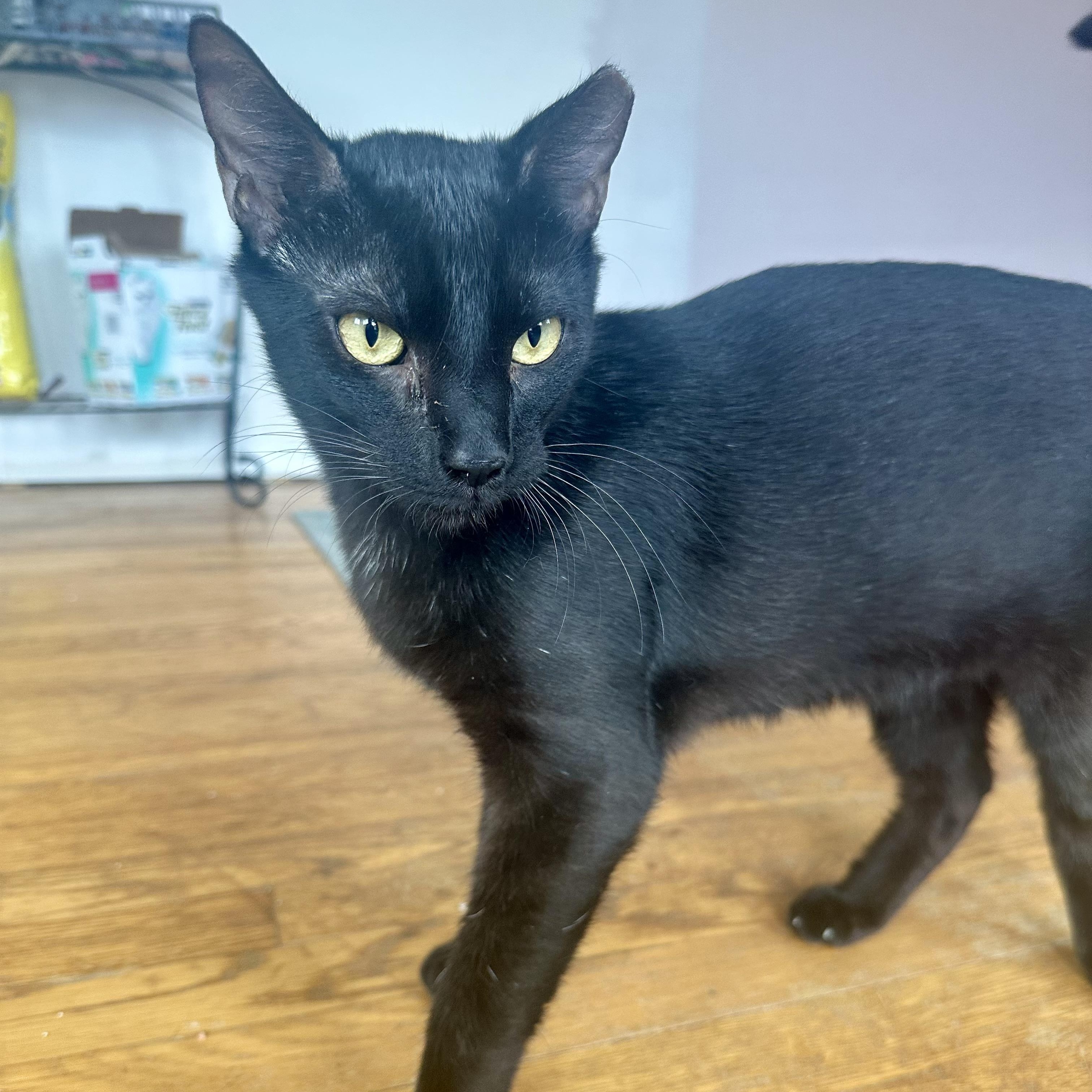Enlarge Little Girl, a Adoptable Domestic Short Hair in Richmond, VA image 1/2