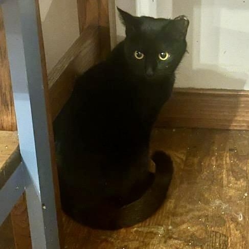 Enlarge Little Girl, a Adoptable Domestic Short Hair in Richmond, VA image 1/1