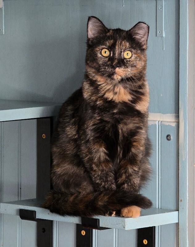 Goosey, Adoptable, Young Female Domestic Short Hair.