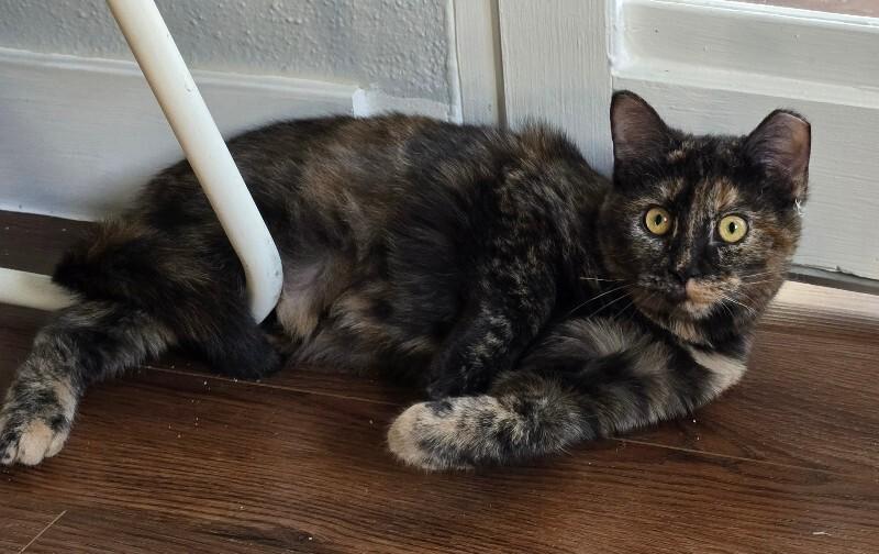 Goosey, a Adoptable Domestic Short Hair in Fort Collins, CO image 2/2