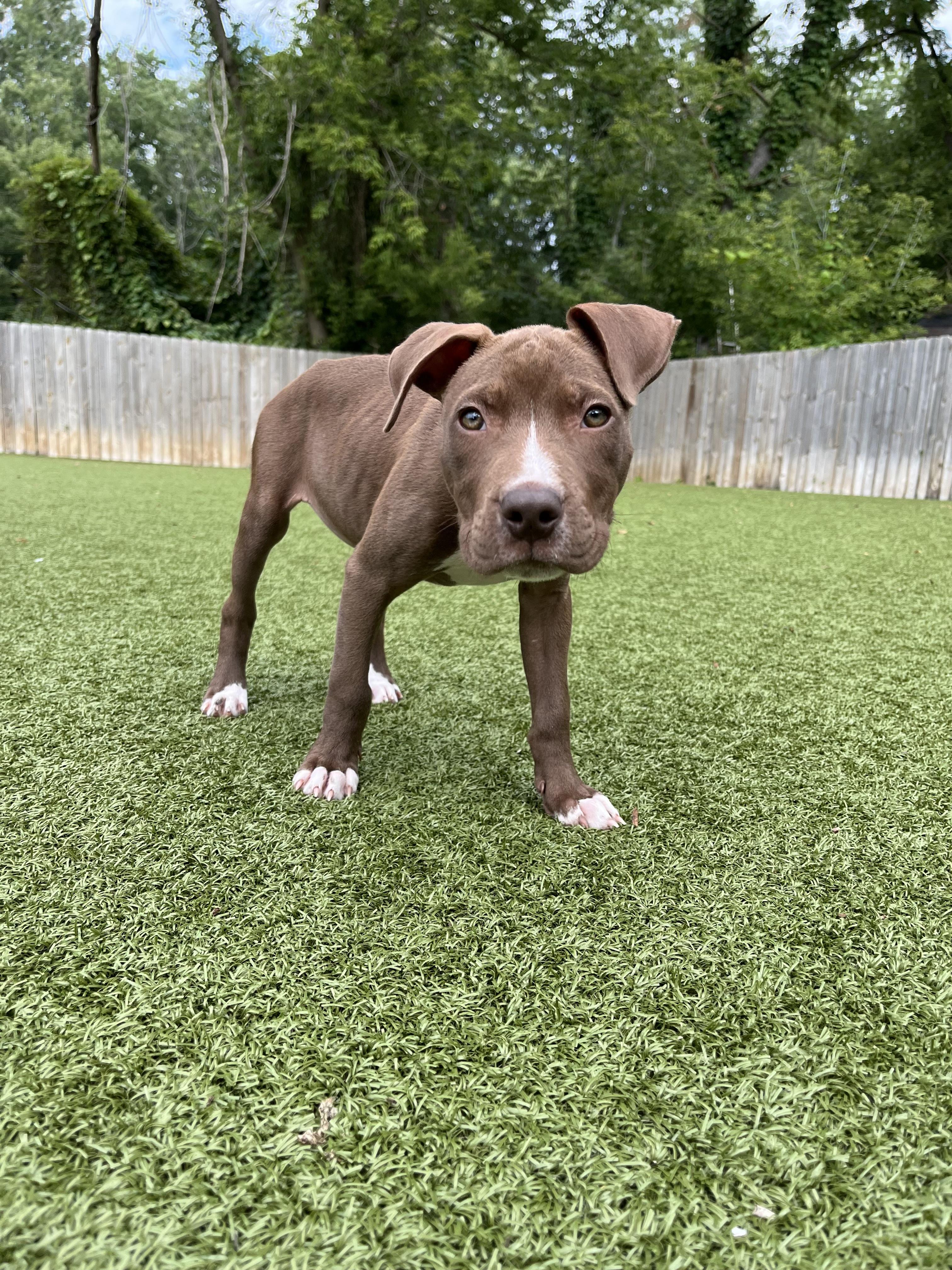 Margarita, Adoptable, Puppy Female Pit Bull Terrier.