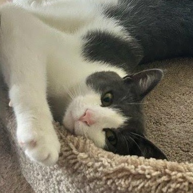 Miracle, Adoptable, Young Female Domestic Short Hair.