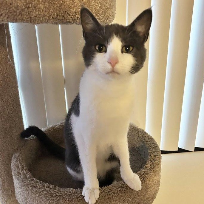 Miracle, a Adoptable Domestic Short Hair in Plymouth, MN image 4/4