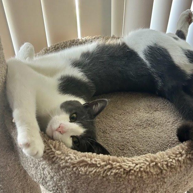 Miracle, a Adoptable Domestic Short Hair in Plymouth, MN image 3/4