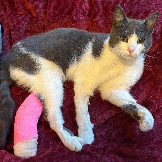 Miracle, a Adoptable Domestic Short Hair in Plymouth, MN image 2/4