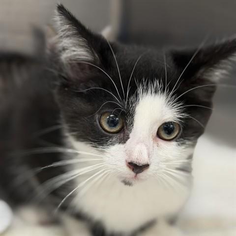 Lea- 53039, a ADOPTABLE Domestic Short Hair in Columbia, MD image 1/2