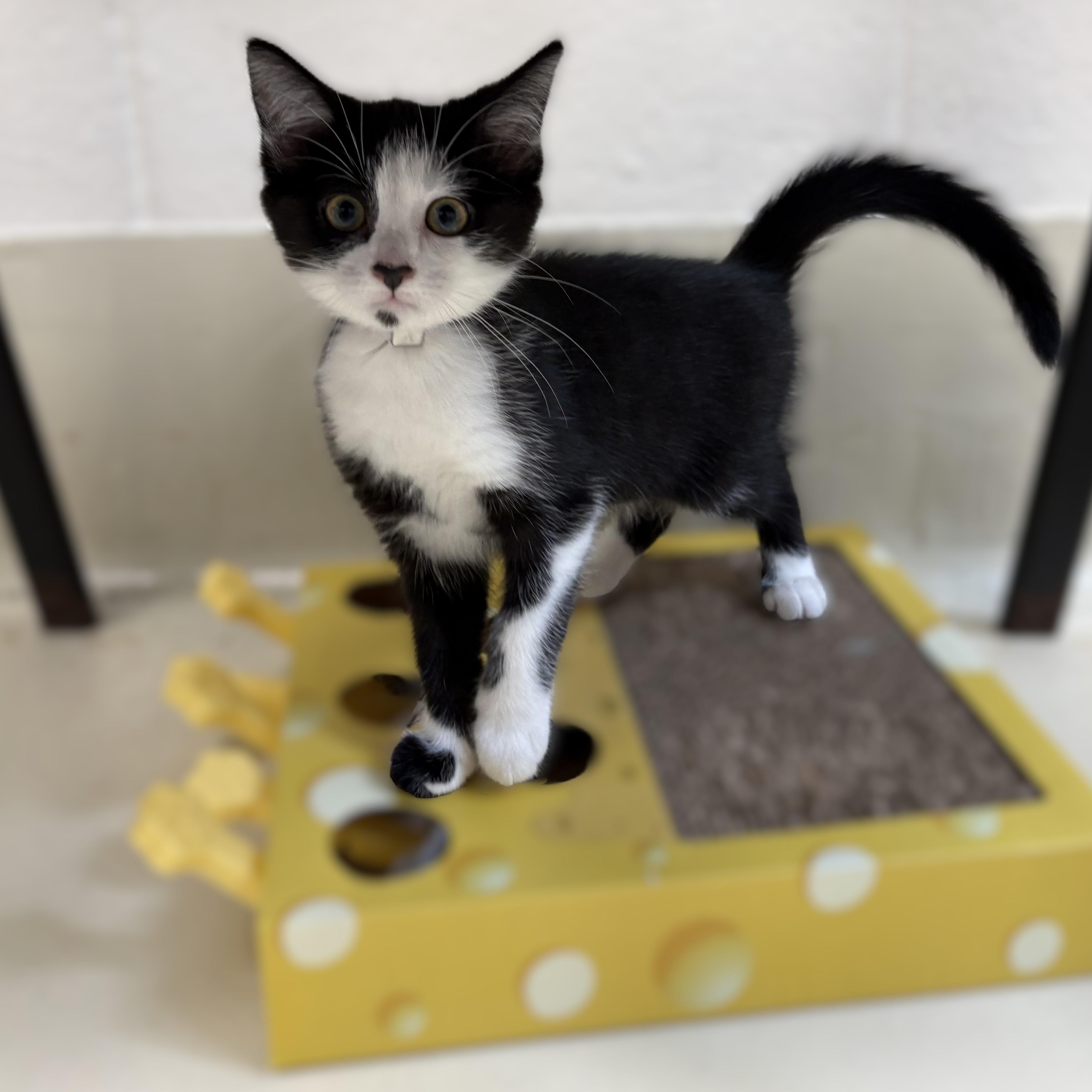 Lea- 53039, a ADOPTABLE Domestic Short Hair in Columbia, MD image 2/2