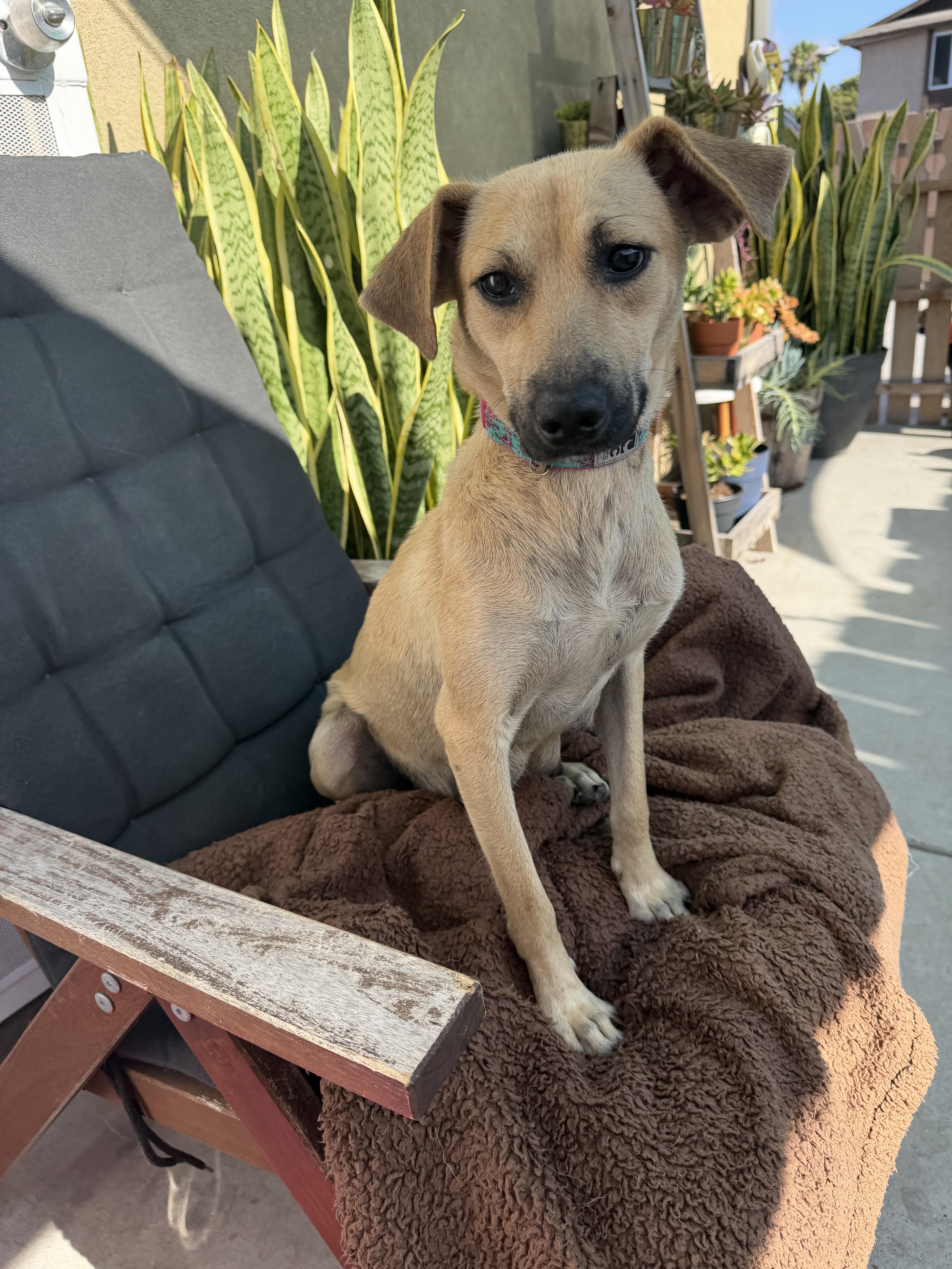 Enlarge Shirley, a ADOPTABLE Mixed Breed in Los Angeles, CA image 2/4
