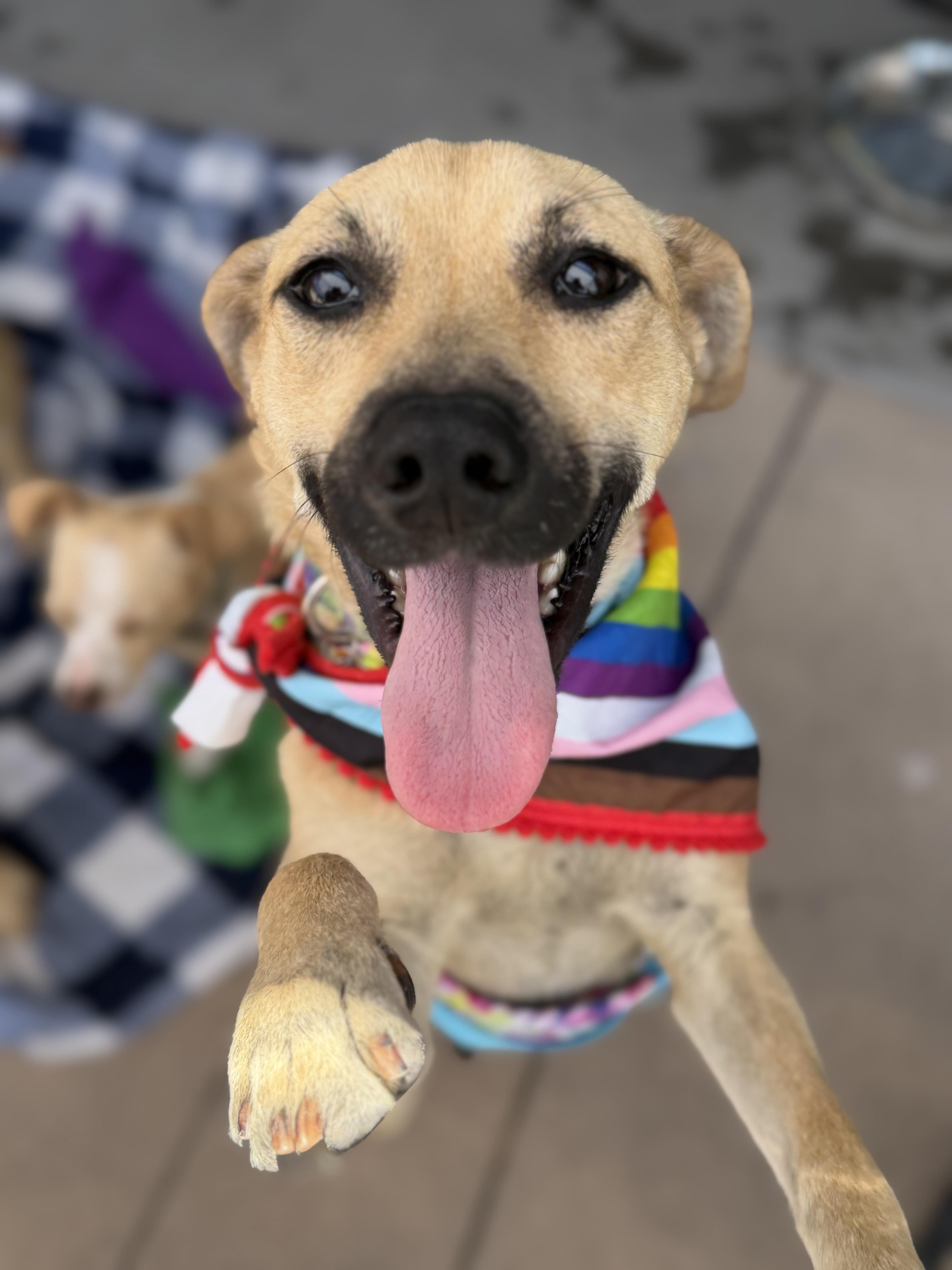 Shirley, ADOPTABLE, Young Female Mixed Breed.