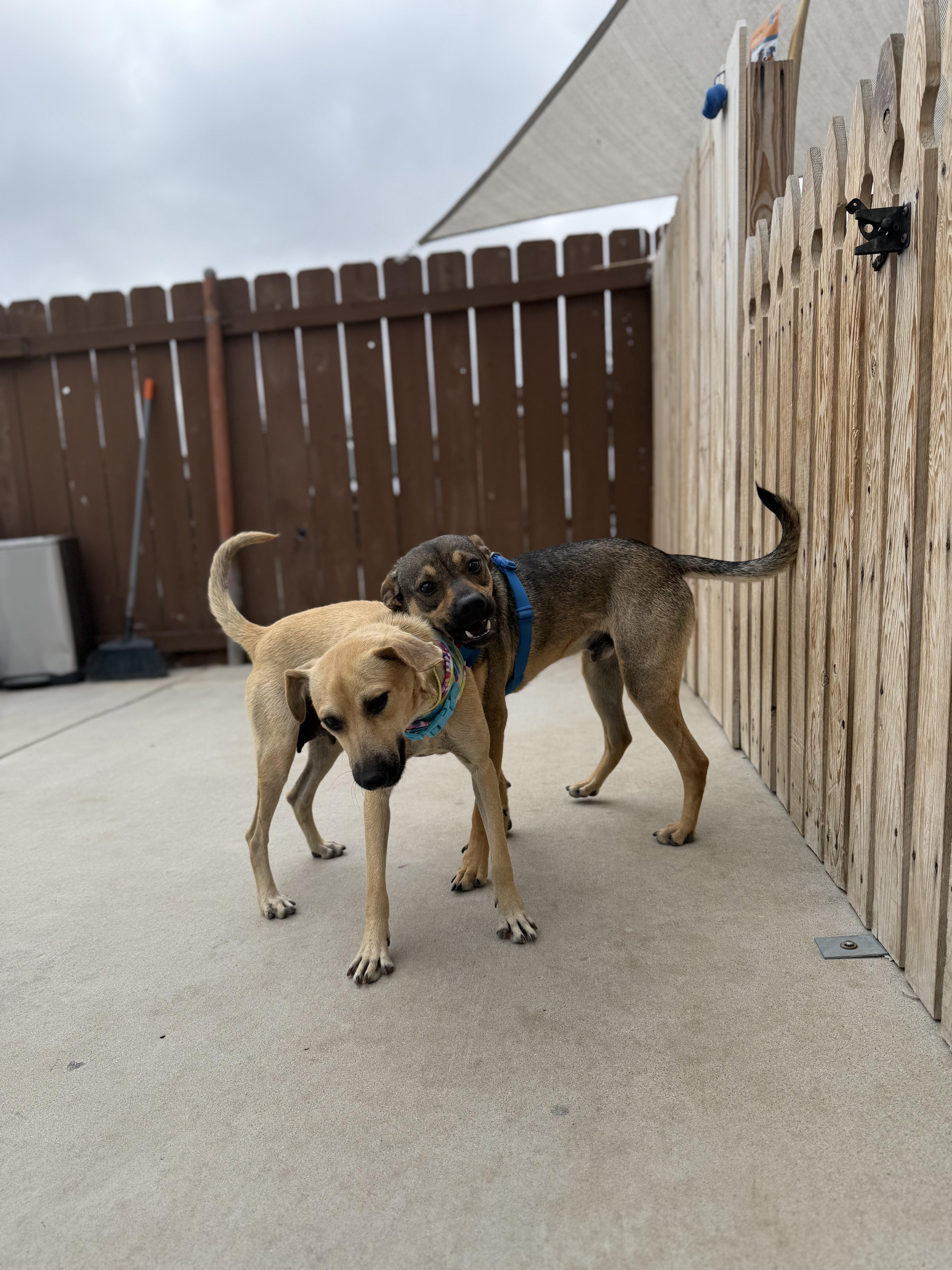 Enlarge Shirley, a ADOPTABLE Mixed Breed in Los Angeles, CA image 4/4