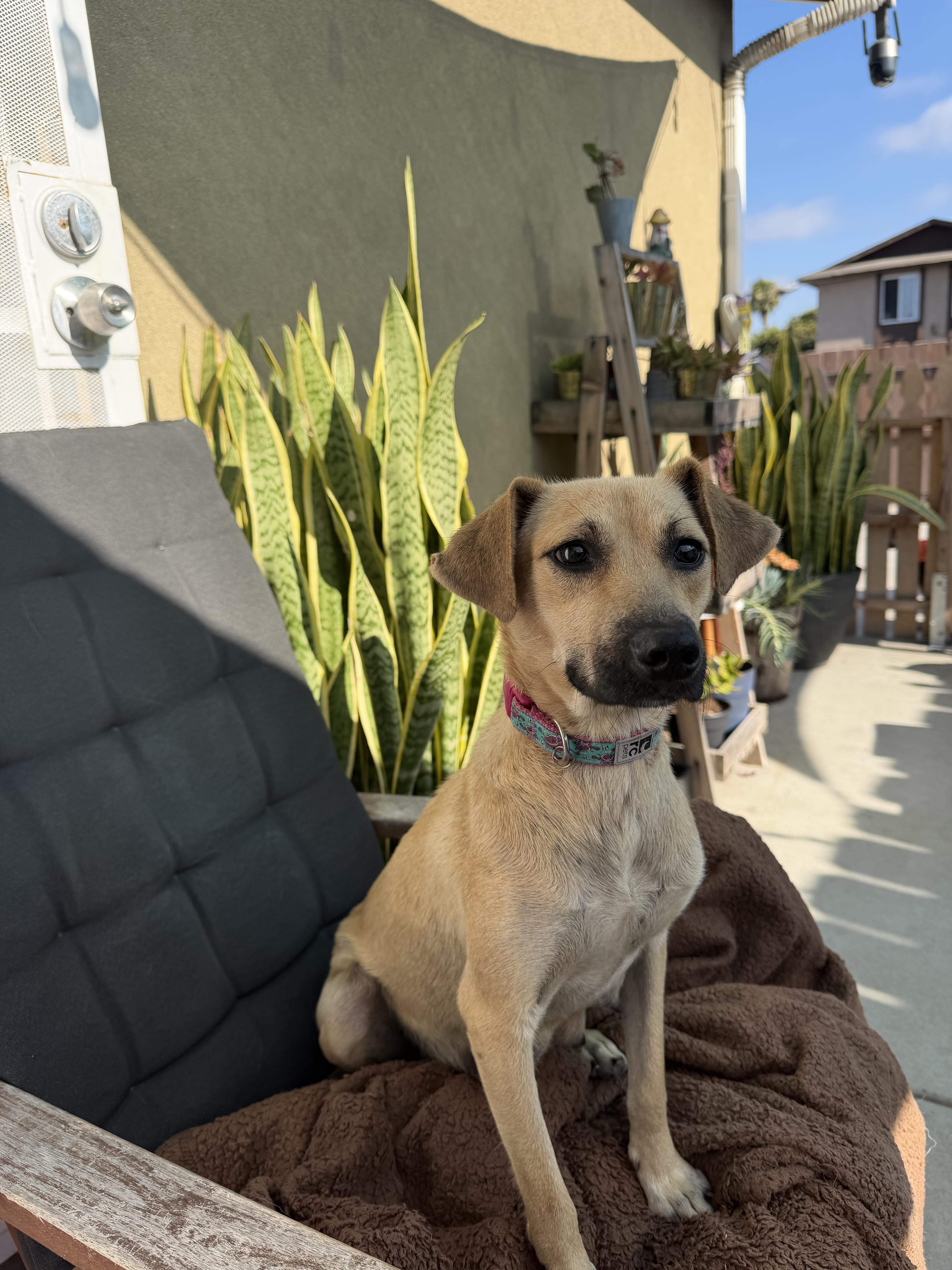 Enlarge Shirley, a ADOPTABLE Mixed Breed in Los Angeles, CA image 3/4