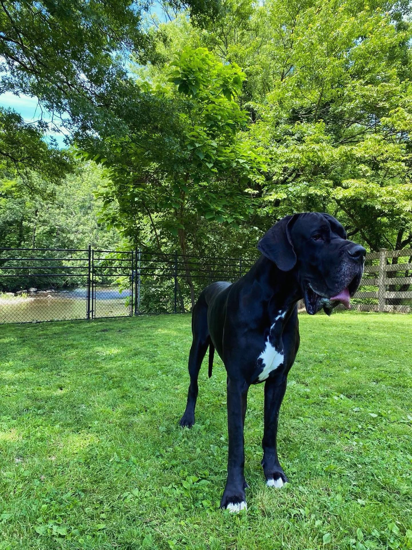 Hansel - Courtesy Listing, a ADOPTABLE Great Dane in Pine Beach, NJ image 3/3